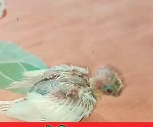পুটু কাহিনী