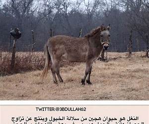 ‫النغل‬
