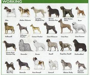 100 Dog Breeds Illustrated for Kids: Facts, Characteristics and stunning Pictures of 100 most famous dog breeds for children (Animal World) 100 Dog Breeds Illustrated for Kids: Facts, Characteristics and stunning Pictures of 100 most famous dog breeds for children (Animal World)