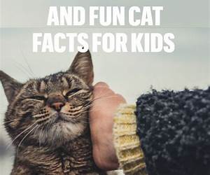 500+ Interesting Cat Facts for Kids: How to Understand Your Cats: AMeowzing Feline Facts for Cat Lovers 500+ Interesting Cat Facts for Kids: How to Understand Your Cats: AMeowzing Feline Facts for Cat Lovers