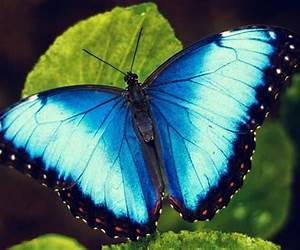 A BLUE BUTTERFLY