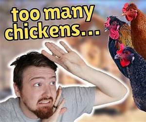 A Chicken Was There Too : Tales of the Colonial Chickens Who Were There at the Birth of America A Chicken Was There Too : Tales of the Colonial Chickens Who Were There at the Birth of America