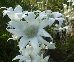 A Flower for Angus (Heaven's Gate #2)