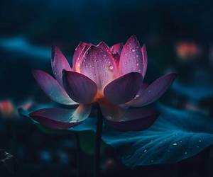 A Lotus in the Dark A Lotus in the Dark