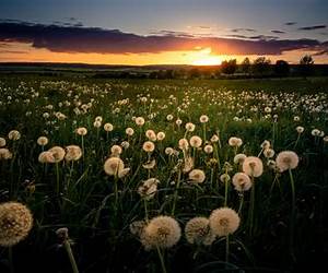 A Summer of Dandelions (Meadow Hills, #1) A Summer of Dandelions (Meadow Hills, #1)
