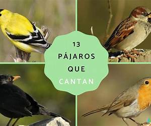 A los pájaros les encantan los tacos: ¡No, para nada! (Sammy Bird) A los pájaros les encantan los tacos: ¡No, para nada! (Sammy Bird)