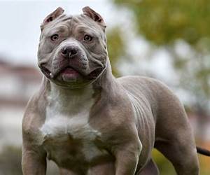 Addicted To My Bully's Love (Bully #2) Addicted To My Bully's Love (Bully #2)