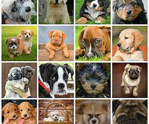All the Best Dogs All the Best Dogs