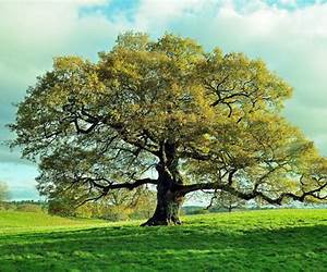 Arbre, mon ami Arbre, mon ami