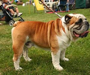 BULLDOG FIVE BULLDOG FIVE