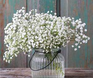 Baby’s breath