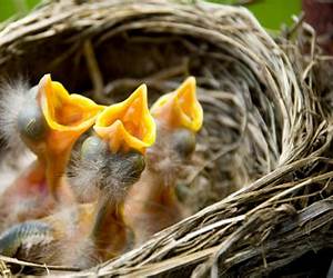 Baby Bird Baby Bird