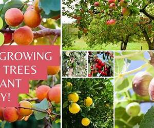 Beginner's Guide to Growing Fruit Trees Fast and Easy: Proven sustainable techniques for healthier trees and a bountiful harvest while reducing effort ... Easy and Effective Gardening Series) Beginner's Guide to Growing Fruit Trees Fast and Easy: Proven sustainable techniques for healthier trees and a bountiful harvest while reducing effort ... Easy and Effective Gardening Series)