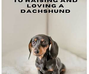 Beginner's Guide to Raising and Loving a Dachshund Beginner's Guide to Raising and Loving a Dachshund