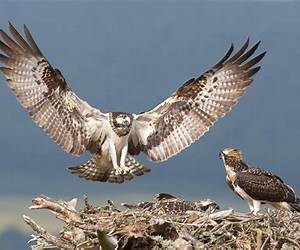 Birds of Prey (1999-2009): Progeny Birds of Prey (1999-2009): Progeny