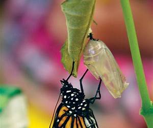 Birth of a Butterfly Birth of a Butterfly