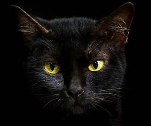 Black Cats and Bad Luck: An Irresistibly Addictive Cozy Mystery (Foxberry Falls Cozy Mysteries)