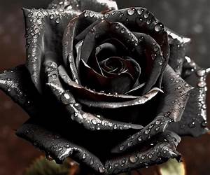 Black Rose AliceNouvelle éditionTome 3 (VF) Black Rose AliceNouvelle éditionTome 3 (VF)