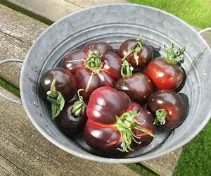 Blauwe tomaten Blauwe tomaten