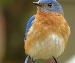 Bluebird Bluebird