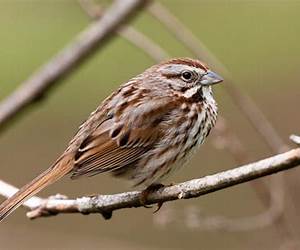 Brown Bird Brown Bird