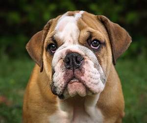 Bulldog (Via Daemonia Motorcycle Club, #3) Bulldog (Via Daemonia Motorcycle Club, #3)
