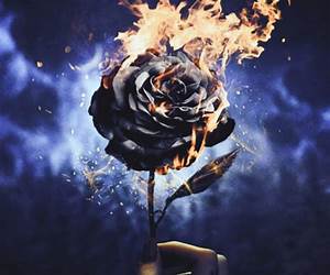 Burning Roses: A Web Of Deceit Burning Roses: A Web Of Deceit