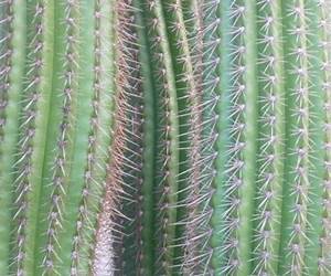 CactusWhen Cactus Waves In the Wind CactusWhen Cactus Waves In the Wind