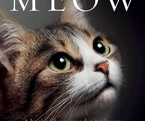 Cat Lover Cat Lover