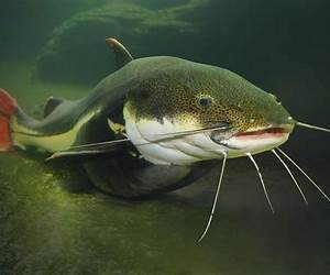 Catfish: A Love Story