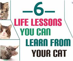 Cats Can Learn Too: A Simple Guide to Training Your Furry Friend