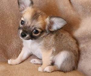Chihuahuas (Edge Books: All about Dogs) Chihuahuas (Edge Books: All about Dogs)