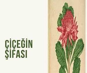 Cicegin Sifasi