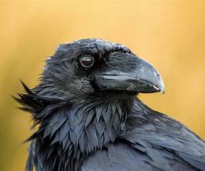 Corbeau, T1 : Aile de Corbeau (French Edition)