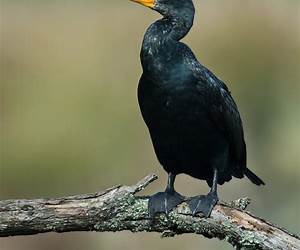 Cormorant Cormorant