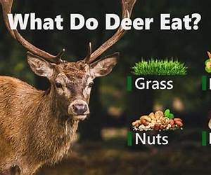 Dear Food, I Love You. I Hate You. Don't Leave Me! : A Bible Study Program Designed to Give You Ten Power Tools for Lasting Food Freedom Dear Food, I Love You. I Hate You. Don't Leave Me! : A Bible Study Program Designed to Give You Ten Power Tools for Lasting Food Freedom