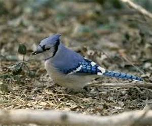 Death Of A Blue Jay : The Path To Bring The Darkness To The Light Death Of A Blue Jay : The Path To Bring The Darkness To The Light