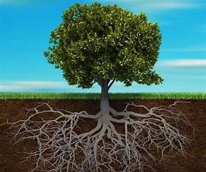 Deep Roots, Good Fruit: Seeing the Fruit of the Spirit through Story \u0026 Scripture (Christian book on the work of the Holy Spirit in everyday life.)