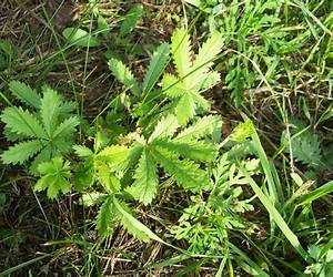 Ditch Weed Ditch Weed