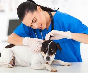 Dog Needs A Vet: A Fun Interactive Early Reading Book for Kids (Dog the Dog 6) Dog Needs A Vet: A Fun Interactive Early Reading Book for Kids (Dog the Dog 6)