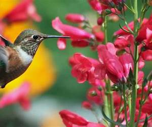 El Jardín de los Colibríes: Una historia de amor real (Spanish Edition) El Jardín de los Colibríes: Una historia de amor real (Spanish Edition)