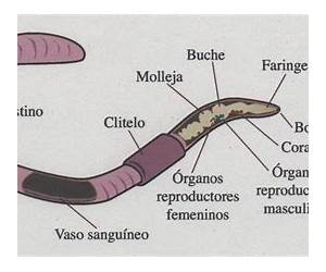 El sistema del gusano (Leyendas de Animalia)