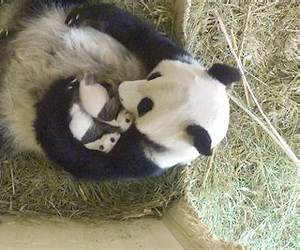 Entre pandas (Spanish Edition)