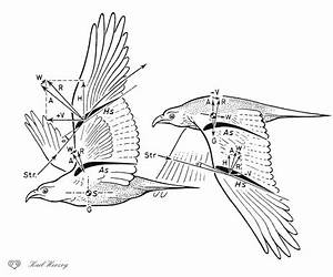 Estudio de aves en vuelo Estudio de aves en vuelo