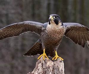 Falcon: A Civil War Spy Fiction Falcon: A Civil War Spy Fiction