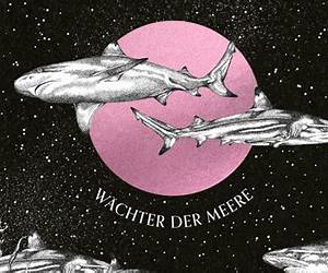 Faszination Haie: Wächter der Meere Faszination Haie: Wächter der Meere