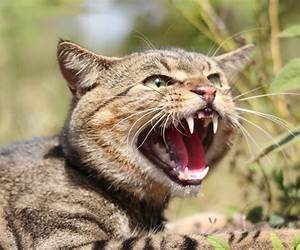 Feral By Victor Marlow Feral By Victor Marlow