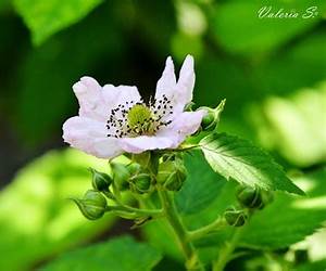 Fiore di Rovo (Italian Edition)