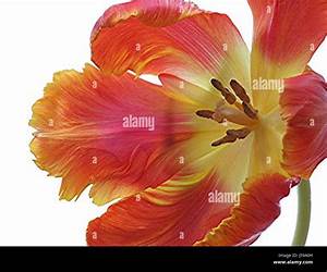 Fire and Flourishing: Poems Fire and Flourishing: Poems
