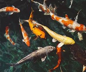 Fish in Water: An Irishman's Journey to Sobriety